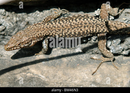 Gemeinsame oder Europäische Wand Eidechse Podarcis muralis, Susa, Piemont, Italien. Stockfoto