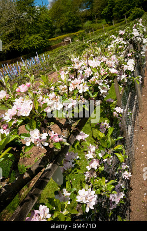 Espaliered Äpfel, Malus Domestica "Bali" Bäume in Blüte im Painswick Rokoko Garden in The Cotswolds, Vereinigtes Königreich Stockfoto