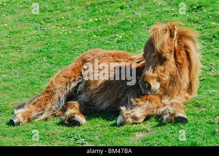 Fohlen, die Verlegung auf dem Rasen Stockfoto