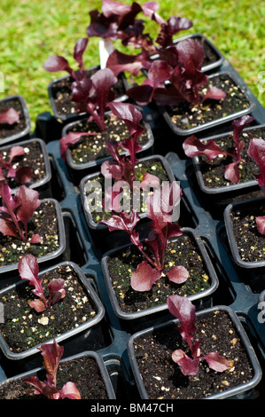 Salat 'Red Salad Bowl' Pflanzen in Töpfen auspflanzen vorbereitet Stockfoto