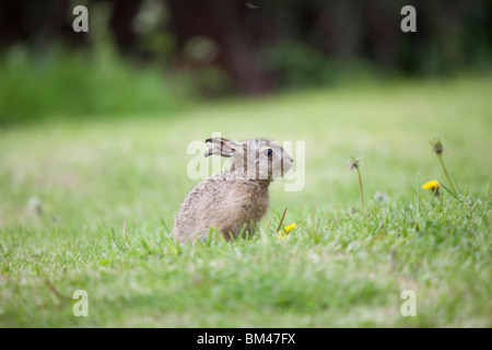Braun Feldhase Lepus europaeus Stockfoto