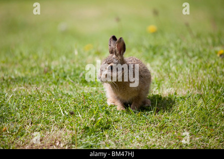 Braun Feldhase Lepus europaeus Stockfoto