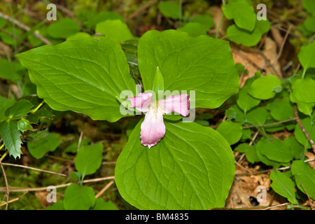 Western Wake Robin Trillium Ovatum. Blütenblätter biegen Sie Rosa, während sie altern. Die Wildblumen findet sich in den pazifischen Nordwesten der USA und Kanada Stockfoto