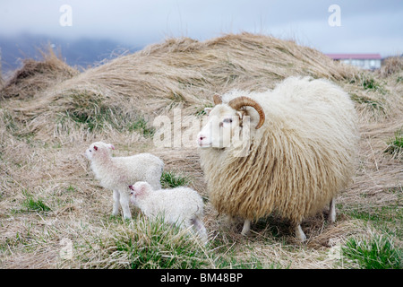 Isländische Schafe mit Neugeborenen Lämmern Stockfoto
