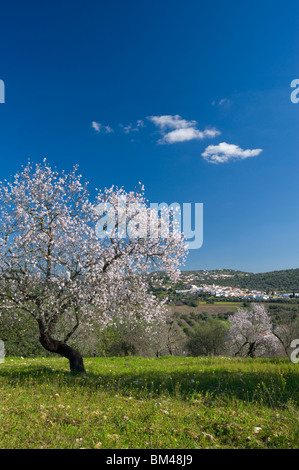 Portugal, Algarve, Paderne, Inland Dorf mit Mandelblüte auf dem Lande Stockfoto