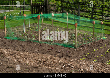 Kohl "Golden Acre" wächst unter Verrechnung im Gemüsegarten im Painswick Rokoko Garden in The Cotswolds Stockfoto