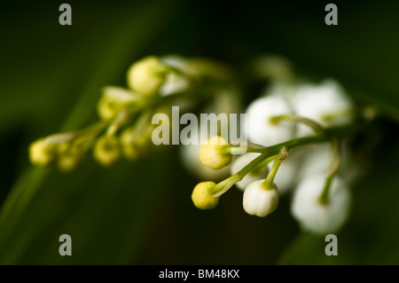 Nahaufnahme von einem Lily Of The Valley, Convallariaarten Majalis in Blüte Stockfoto