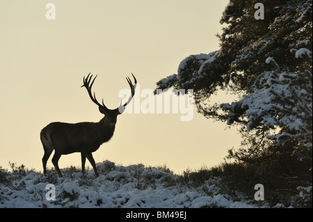 Rothirsch (Cervus Elaphus). Alert männlich im Schnee bedeckt Heide. Stockfoto
