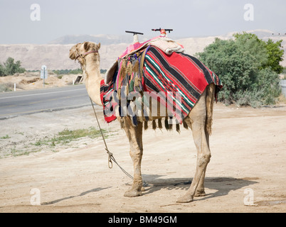 Kamel mit Teppich in der Judäischen Wüste drapiert Stockfoto