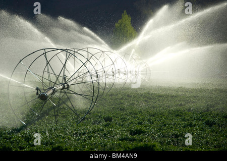 Bewässerungssystem Sprühwasser auf Luzerne Ernte auf Bauernhof Stockfoto