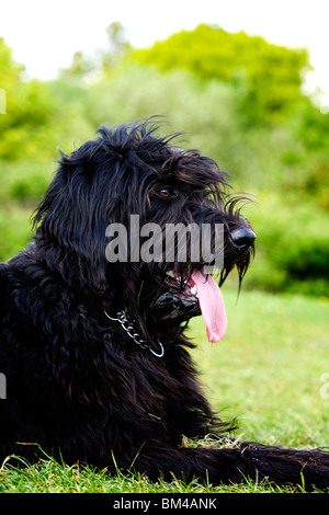 Ein schwarzer Labradoodle Welpen legt mit seiner Zunge hängen, während nach einem Lauf im Land ruhen Stockfoto