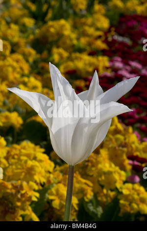 Tulipa Eleganz, Blumen Frühling blüht auf Anzeige in Southport, Botanischer Garten, Merseyside, UK Stockfoto