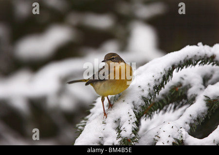 Gebirgstelze, graue Bachstelze, Motacilla, Cinerea, Stockfoto