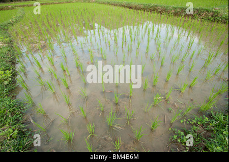 Junge Reis Triebe in einem Reisfeld in Luang Prabang Provinz Laos Stockfoto