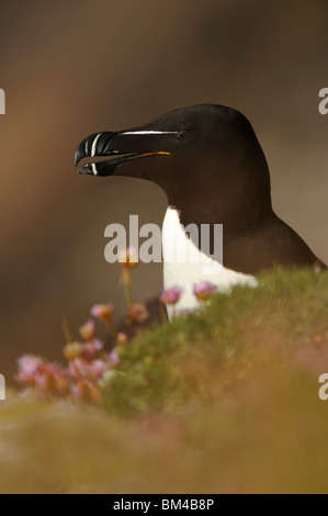 Tordalk (Alca Torda), alleinstehenden auf Felsen gelegen. Stockfoto