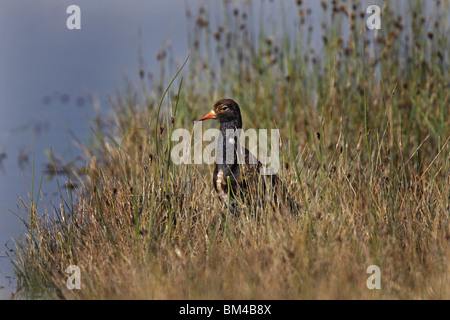 Kampfläufer Philomachus Pugnax, ruff Stockfoto