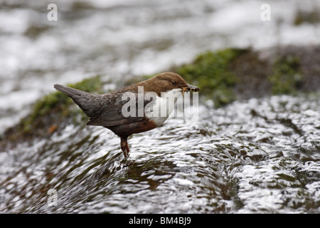 Wasseramsel, Cinclus, europäisch, weiß, throated, Dipper Stockfoto