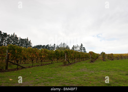 Reben in der Soljans Estate Winery, SH16, im Großraum Kumeu Wein in West Auckland, Neuseeland Stockfoto