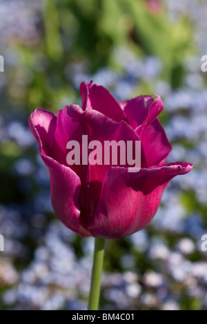 Passionale Tulip lily geblüht. Blumen Frühling blüht auf Anzeige in Southport, botanischen Gärten, Merseyside, UK Stockfoto