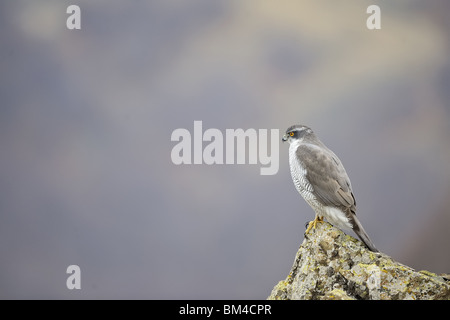 Nördlichen Habicht (Accipiter Gentilis) stehend auf einem Felsen im winter Stockfoto