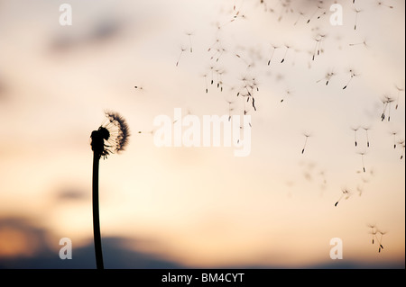 Löwenzahnsamen Dispergieren bei Sonnenuntergang. Silhouette Stockfoto