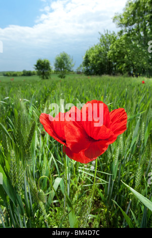 dynamische Weitwinkelaufnahme des Mohns in Weizen Feld Landschaft Stockfoto