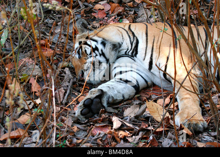 Royal Bengal Tiger (Panthera Tigris Tigris) schlafen in Kanha National Park, Madhya Pradesh, Indien, Asien Stockfoto