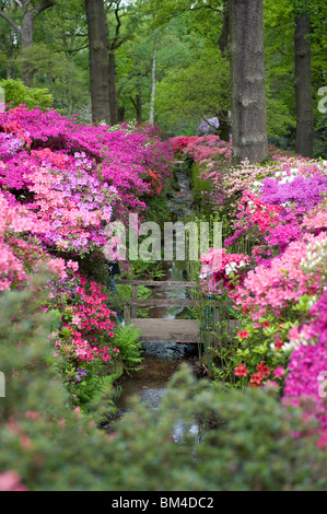 Azaleen blühen in der Isabella-Plantage in Richmond Park, London, UK Stockfoto