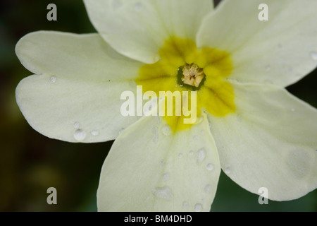 Primel (Primula Vulgaris), Nahaufnahme Blume mit Tau auf die Blütenblätter fallen Stockfoto