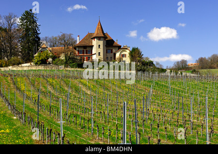 Weingut für Chasselas Trauben am Fusse des Jura-Gebirges im Frühling, Begnins, Waadt, Schweiz Stockfoto