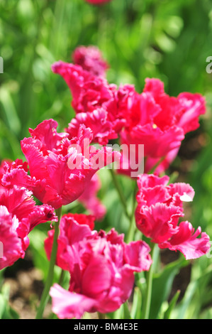Tulipa RED PARROT Stockfoto