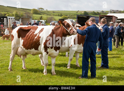 Eine Gruppe von Ayrshire milch Vieh mit ihren Besitzern in Dalry Vieh konkurrierenden zeigen, North Ayrshire, Schottland Stockfoto