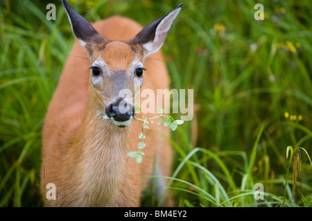 Whitetail Deer (Doe), Odocoileus Virginianus, in Pittsburg, New Hampshire. Quellgebiet der Connecticut River Region.  Fütterung. Stockfoto