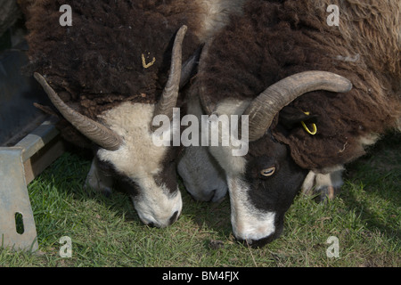 Balwen Schafbeweidung Stockfoto