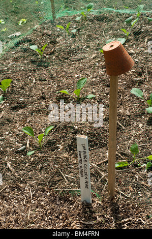 Kohl "Golden Acre" wächst unter Verrechnung im Gemüsegarten im Painswick Rokoko Garden in The Cotswolds Stockfoto