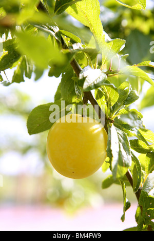 Mirabelle, gelbe Pflaume Frucht in seinen Baum Landwirtschaft Stockfoto