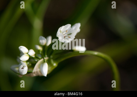 Allium Cowanii "Allium Neapolitanum" Blütenknospen öffnen ab Stockfoto