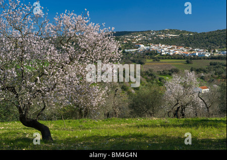 Portugal, Algarve, Paderne, Inland Dorf mit Mandelblüte auf dem Lande Stockfoto