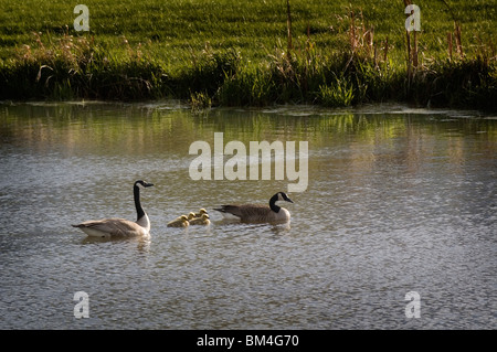 Kanadische Gänse mit 4 Gänsel schwimmen auf dem Teich. Stockfoto