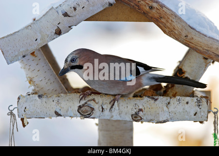 Eichelhäher Garrulus, Glandarius, Eurasien, Jay, Häher, Stockfoto