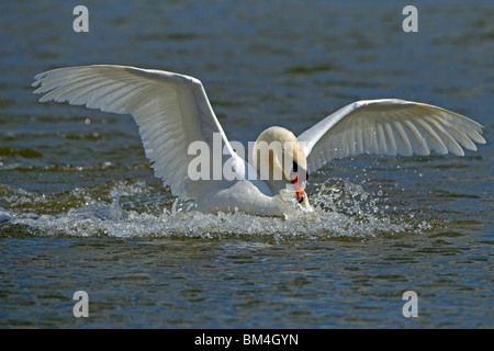 Höckerschwan landing, Abbotsbury Swannery Dorset. Stockfoto