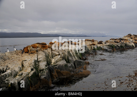 eine Gruppe von Seelöwen auf den Felsen mit Vögel im Beagle-Kanal in der Nähe von Ushuaia und Chile in Patagonien Argentinien (Otaria Flavescens) Stockfoto