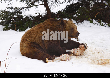 Braunbär Ursus Arctos Braunbär Stockfoto