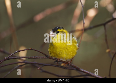 Erlenzeisig, Zuchtjahr, Spinus, Eurasien, Zeisig Stockfoto