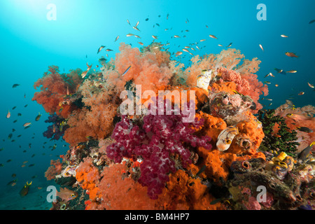 Rote Weichkorallen am Korallenriff, Dendronephthya SP., Raja Ampat, West Papua, Indonesien Stockfoto