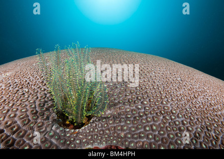 Crinoid auf Favia Steinkorallen, Comanthus Parvicirrus, Favia Oberabt, Raja Ampat, West Papua, Indonesien Stockfoto