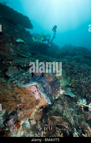 Fotograf über große Muschel Tridacna Squamosa, Raja Ampat, West Papua, Indonesien Stockfoto