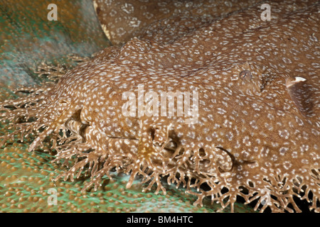 Quasten Wobbegong, Eucrossorhinchus Dasypogon, Raja Ampat, West Papua, Indonesien Stockfoto