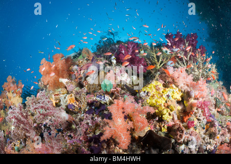 Bunte Korallenriff mit Anthias, Pseudanthias Cheirospilos, Raja Ampat, West Papua, Indonesien Stockfoto