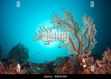 Gorgonien im Korallenriff, Raja Ampat, West Papua, Indonesien Stockfoto